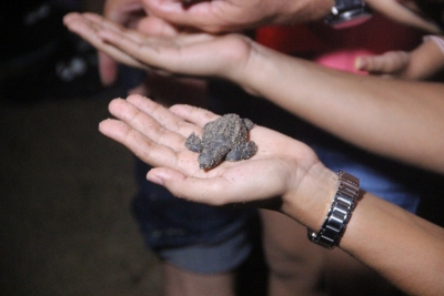 Gobierno Municipal cuenta con exitoso Programa de Protección a la Tortuga Marina