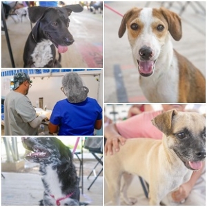 La jornada de esterilización gratuita llegó al Fraccionamiento La Misión