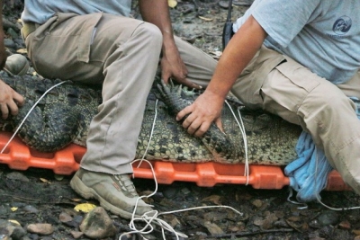 Protección Civil de Bahía reubica cocodrilos a su hábitat