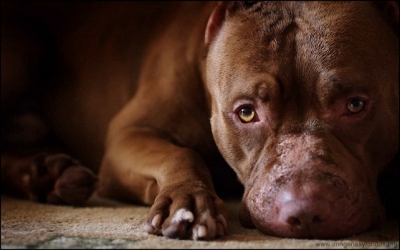 Congreso aprueba iniciativa para penalizar las peleas de perros en todo el país