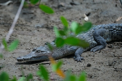 Arrancan trabajos en conjunto para mejorar la interacción humanos-cocodrilos en las costas de Jalisco y Nayarit