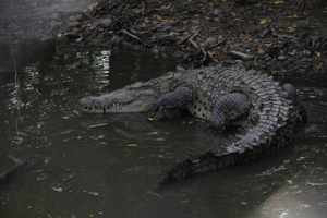 Mantienen monitoreo en el río Pitillal por reportes de cocodrilos