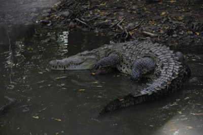 Mantienen monitoreo en el río Pitillal por reportes de cocodrilos