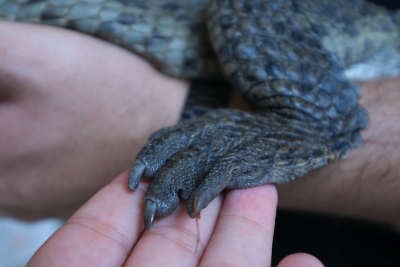 Realizará SEMADET Festival de los Cocodrilos para promover su conservación y coexistencia responsable