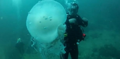 Sorprende a buceadores medusa gigante en aguas de la Bahía de Banderas