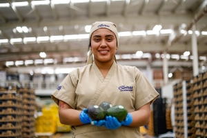 Intentarán elaborar el guacamole más grande del mundo