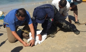 Capturan cocodrilo en playa Garza Blanca