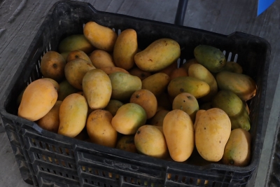 Tomatlán concentra cerca del 60 % de la producción estatal de este fruto, seguido por Cihuatlán y La Huerta