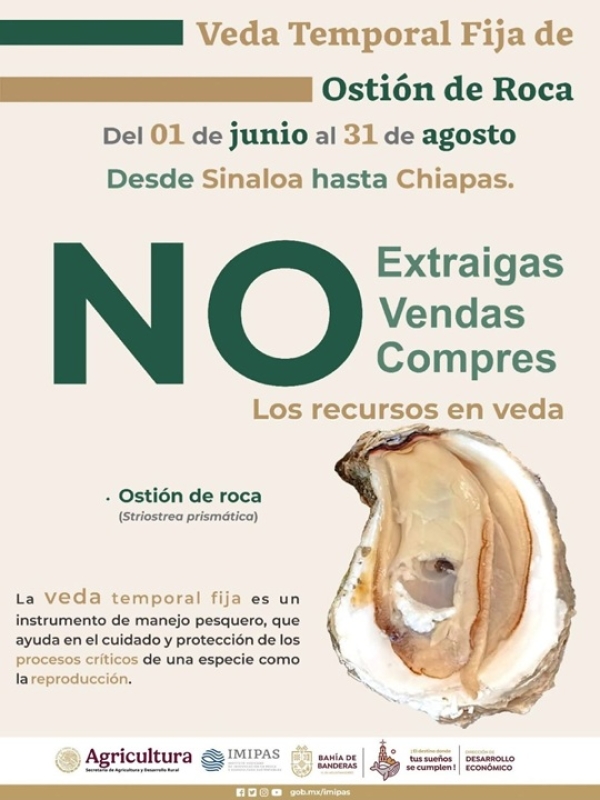 Bahía de Banderas se suma a estrategia nacional para proteger el ostión de roca