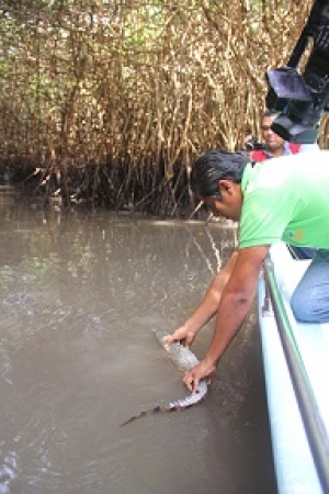 Liberan a joven cocodrilo