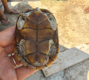 Ponen a salvo a otra tortuga casquito de Vallarta