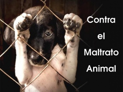 En Puerto Vallarta sí se sanciona el maltrato animal