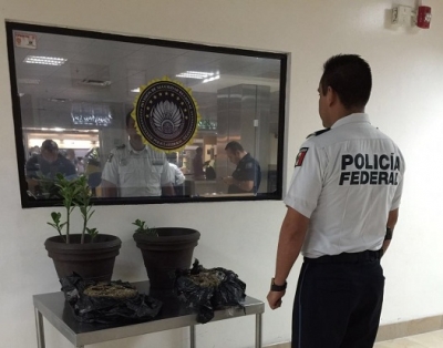 Decomisan 18 kilos de marihuana oculta en macetas en el aeropuerto de Vallarta; tenía como destino San Juan de los Lagos