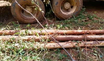 PGR detiene y consigna a siete personas por tala ilegal de madera