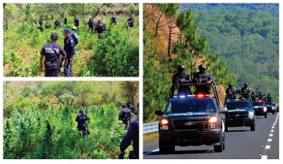 Destruyen 15 plantíos de marihuana en Ixtlán del Río