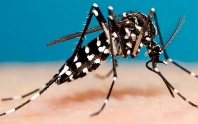 Desde el hogar, principales tareas contra el dengue