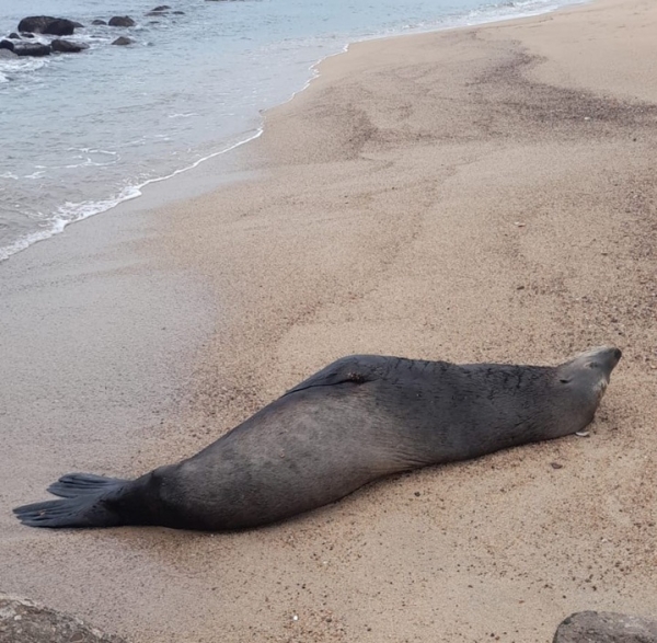 Un curioso visitante llega a playas de Puerto Vallarta; se trata de un Lobo Marino