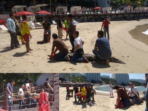Avistan tres cocodrilos en playa del Grand Fiesta Americana; atrapan a uno