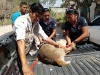 Policía Municipal atiende reporte de venado lesionado en Campestre las Cañadas