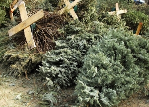 Instalan centros de acopio para árboles navideños en PV