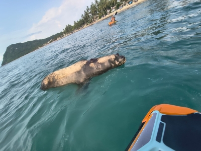 Gobierno de Bahía de Banderas atiende hallazgo de lobo marino sin vida y actúa bajo protocolos ambientales