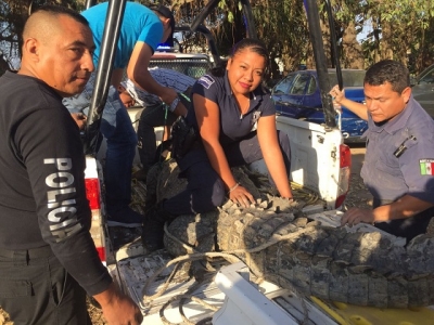 Capturan enorme cocodrilo y lo liberan en el estero El Salado