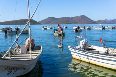 “Sí las Vedas no se Respeten Reducirá la Población de Organismo Marinos”, advierte Investigador del CUC