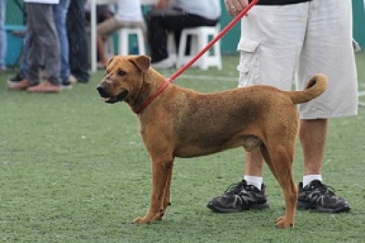 Este sábado el ‘Adoptón Vallarta 2015’