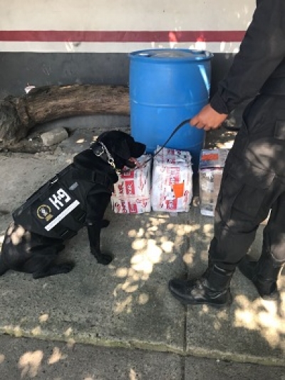 Escuadrón canino detecta dos mil 800 cartuchos