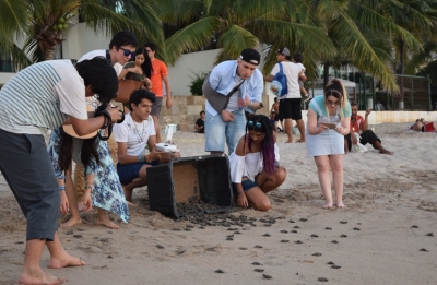 Los Polinesios liberan tortuguitas en playa Camarones y despiertan emociones entre niños y adolescentes de PV