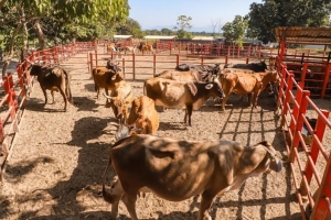 Héctor Santana seguirá fortaleciendo al sector ganadero