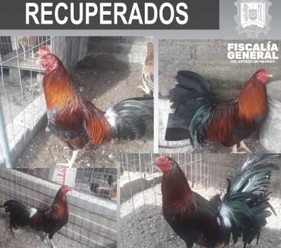 Recuperan dos gallos, un Kelson y un pollo filipino