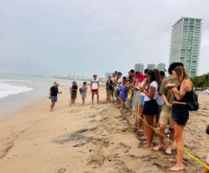¡Cuidemos juntos a las tortugas marinas en Puerto Vallarta!