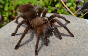 Organizan simposio de envenenamiento por animales de ponzoña