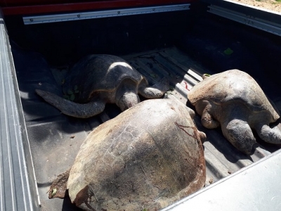 Capturan a sujeto con tres tortugas marinas sacrificadas