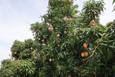 Lanza Gobierno de Jalisco la Ruta del Mango y proyecta al agro local ante más de 2 millones de visitantes