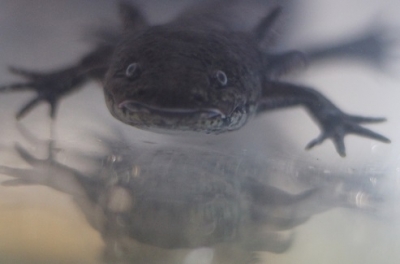 Recibe el CUC 60 ajolotes en calidad de préstamo