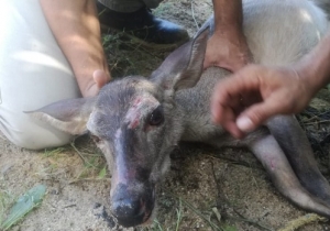 Rescatan a venado hembra que salió del océano en Sierra del Mar