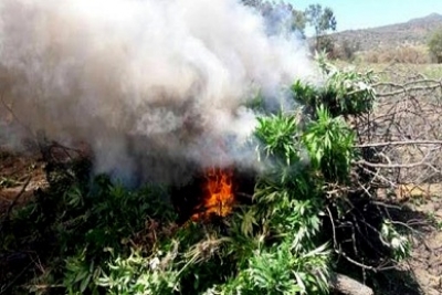 Inicia PGR investigación por destrucción de 86 toneladas de marihuana