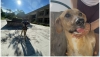 Vecinos de Linda Vista Océano solicitan ayuda de la patrulla verde; están envenenando a los perritos de la calle