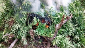 Destruyen más de 22 mil plantas de marihuana en Tequila y Arenal