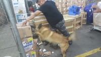 Canino de la Fuerza Única localiza droga en una paquetería