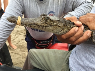 Capturan a joven cocodrilo en la playa del Holiday Inn