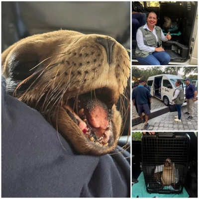 Héctor Santana apoya la cirugía de "Marquitos" en Guadalajara