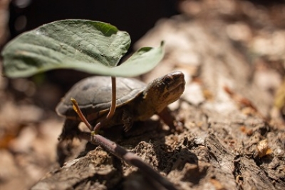 Descubren especie de tortuga única en el mundo