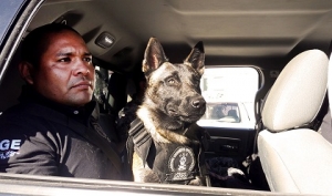 Perros adoptados integran Unidad Canina Especializada de la Fiscalía de Jalisco