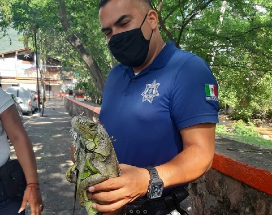 son iguanas como perros