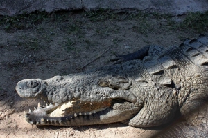 Aumentan crueldad y frecuencia en ejecuciones de cocodrilos en Vallarta y Bahía de Banderas