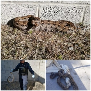 Encontró una boa en el patio de su casa devorando un conejo… en Las Juntas