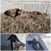 Encontró una boa en el patio de su casa devorando un conejo… en Las Juntas